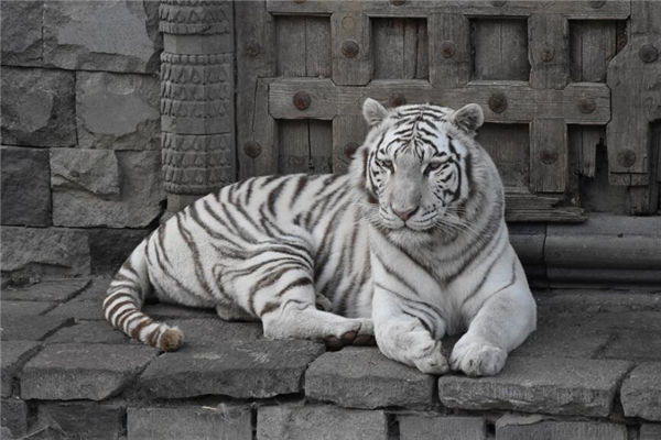 2021年屬相虎事業運_十二生肖