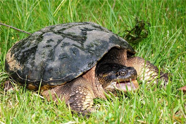 夢見甲魚_周公解夢