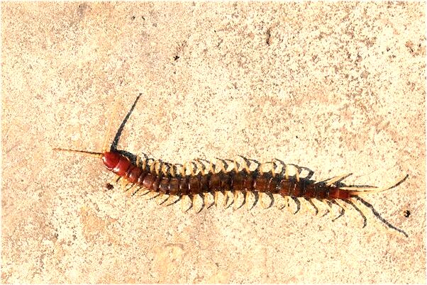 夢到了剛洗完澡就在外面是什麼兆頭_周公解夢官網