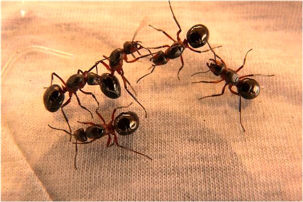 夢見動物風乾的屍體有什麼意思嗎_周公解夢官網