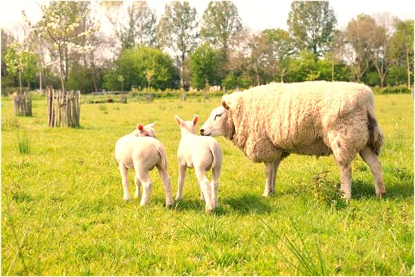 夢見和朋友一起在水上遊玩預示了什麼_周公解夢官網