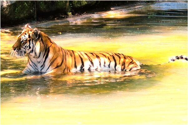 夢見喜歡的人不小心撲倒是什麼預兆？_周公解夢官網