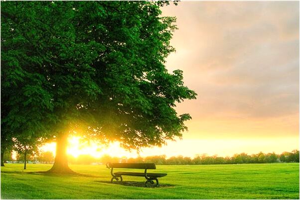 夢到玫瑰刺有何寓意_周公解夢官網