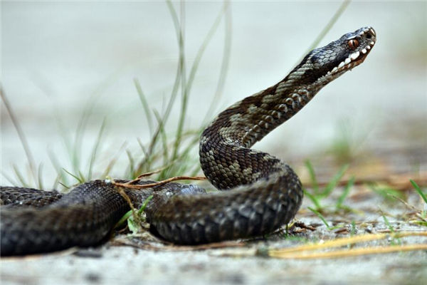 夢見黑色的蛇是什麼意思_周公解夢