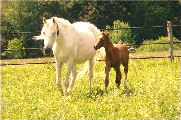 夢到全身多處被人咬出血什麼寓意_周公解夢官網