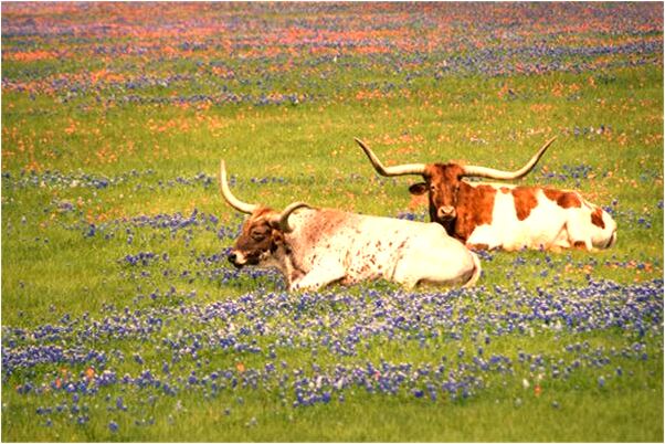 夢見天空出現白色的龍形代表著什麼？_周公解夢官網