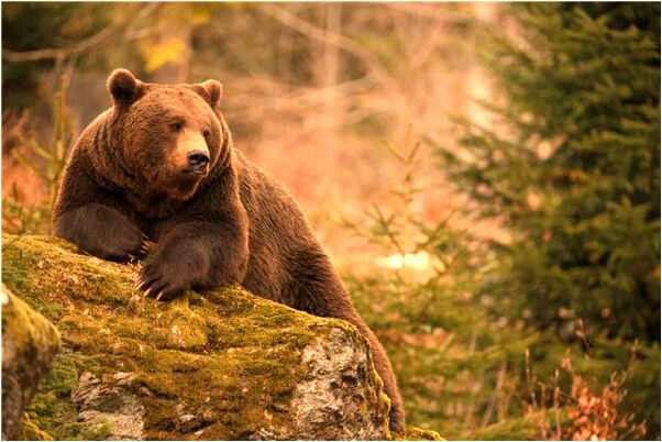 夢到扛著綠葉的走是什麼意思?_周公解夢官網