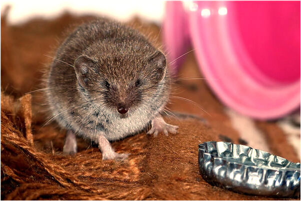 夢見天降大鐘是什麼啟示_周公解夢官網