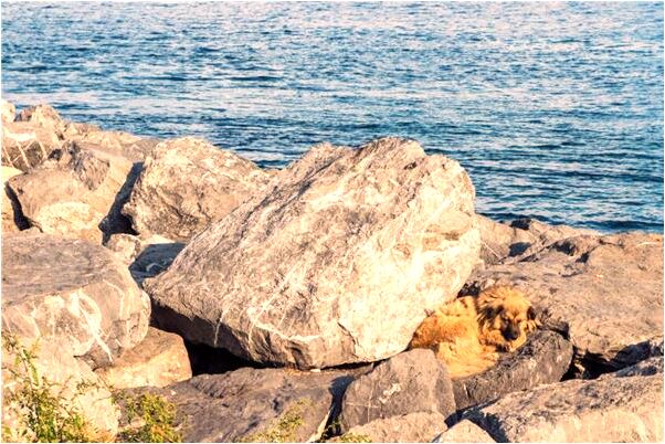 夢到盜賊闖入自家預示什麼_周公解夢官網