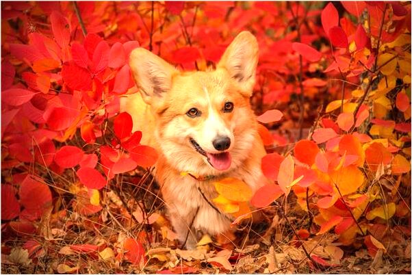 夢見和劉亦菲接吻代表著什麼_周公解夢官網