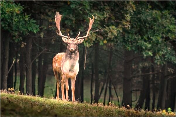 夢到在加油站加油有什麼說法_周公解夢官網