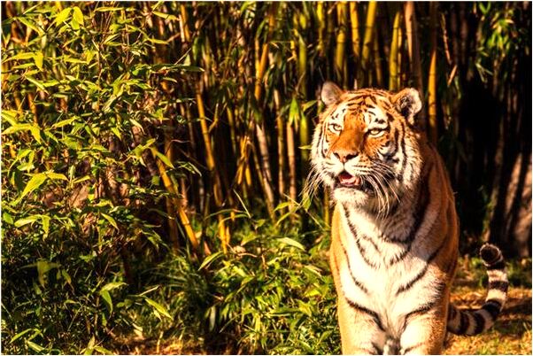 夢到了開車遇見很多蛇有什麼意思嗎_周公解夢官網