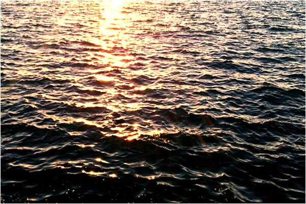 夢見給貓餵桃子是吉兆嗎?_周公解夢官網