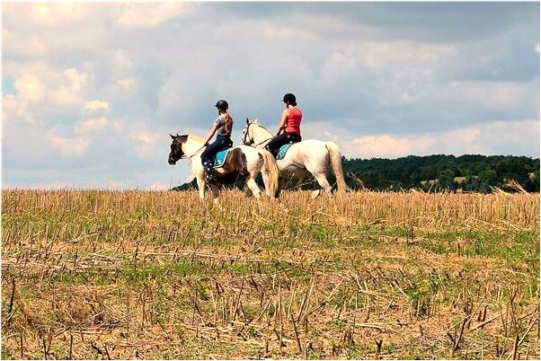 夢到鳥能聽懂人話是什麼預兆？_周公解夢官網