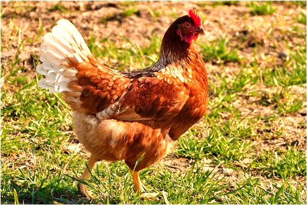 夢到炒萊鍋漏了預示著什麼_周公解夢官網