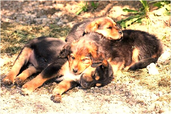 夢到了爺爺奶奶受伯母氣啥意思_周公解夢官網