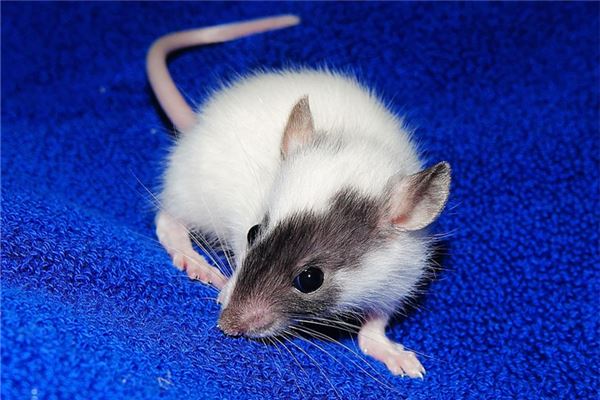 夢見大老鼠_周公解夢