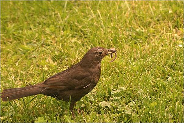 夢到堂姐用雞頭和豬肉拜神有什麼意義嗎_周公解夢官網