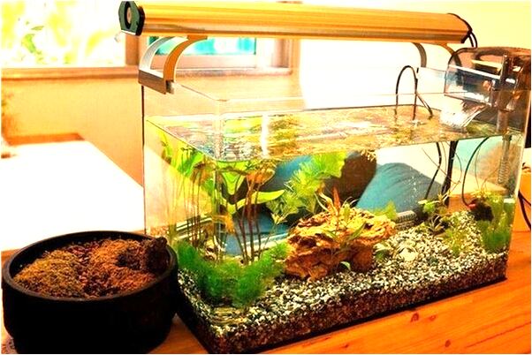 夢到了下雨烏龜從洞裡排隊爬出預示了什麼_周公解夢官網