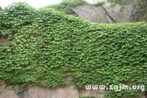 Dream of climbing plants climbing plants