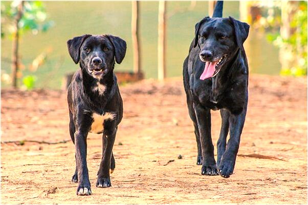 夢到有女人追我是什麼意思_周公解夢官網