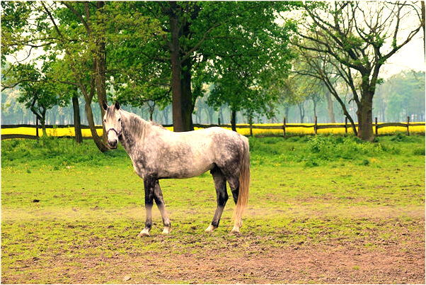 夢到一個大天鵝一個小天鵝是什麼預兆_周公解夢官網