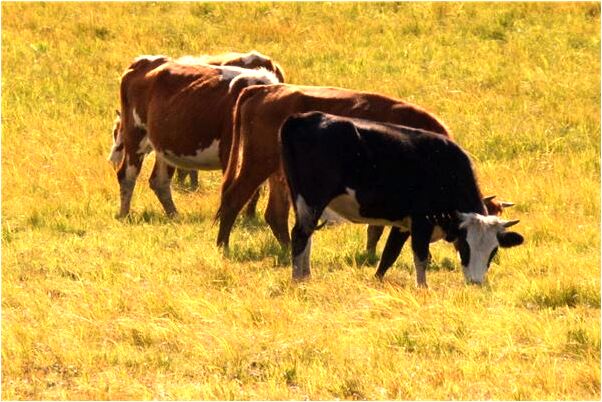 夢見大綠色魚會怎么樣_周公解夢官網