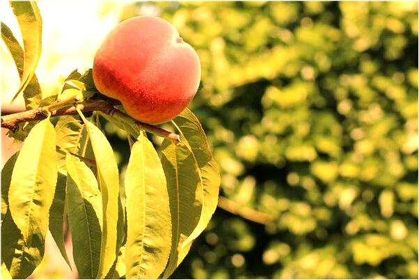 夢見天上龍是什麼意思_周公解夢官網
