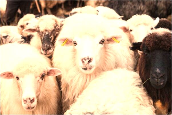 夢見已故的外婆冰冷的身軀什麼預兆_周公解夢官網