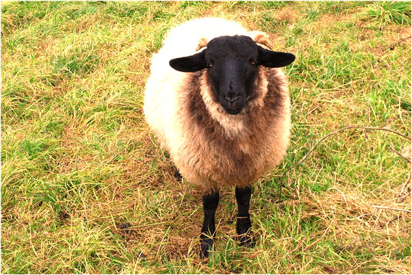 夢到夢船沉而後浮是什麼徵兆_周公解夢官網