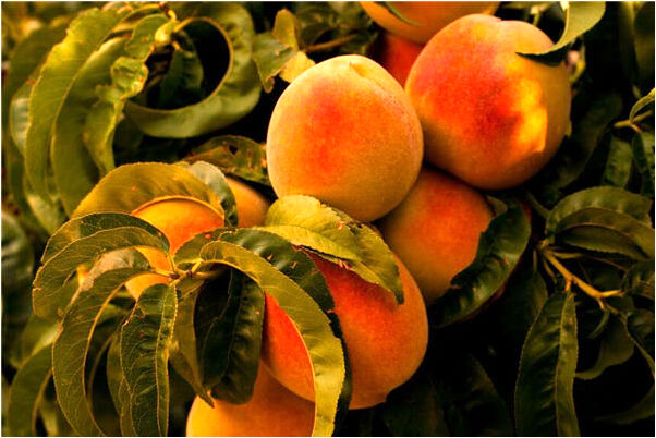 夢到了牛拉屎在家裡面怎么回事_周公解夢官網