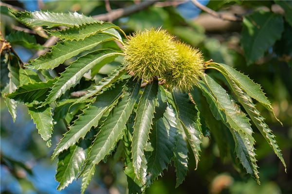 夢到栗樹是吉兆嗎?_周公解夢