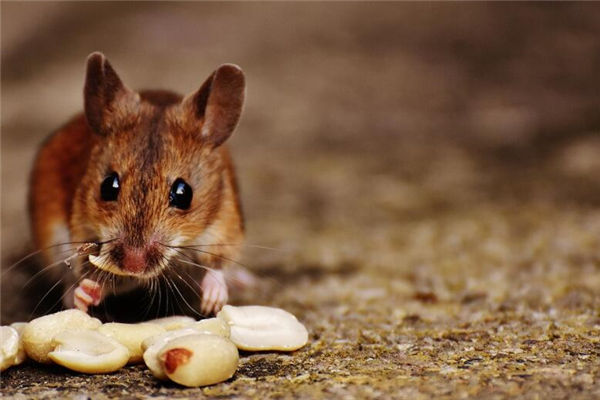 屬鼠年份和性格_十二生肖