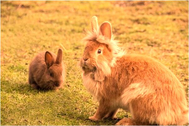夢到小孩超市走丟後找回是什麼意思_周公解夢官網