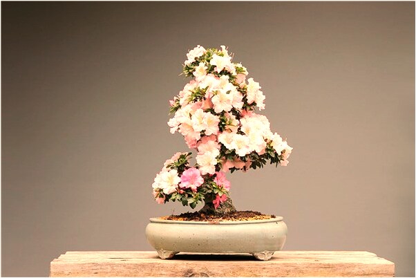 夢見別人龍意味著什麼_周公解夢官網