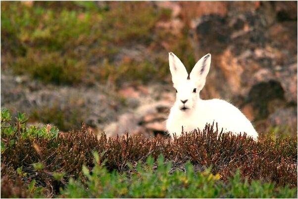 夢到自己家裡有喪事是凶兆還是吉兆_周公解夢官網