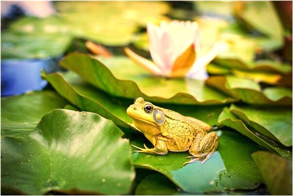 夢見烏龜背錢怎么樣_周公解夢官網