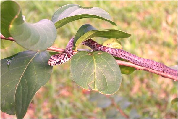 夢到了男朋友要娶別人是凶兆還是吉兆_周公解夢官網