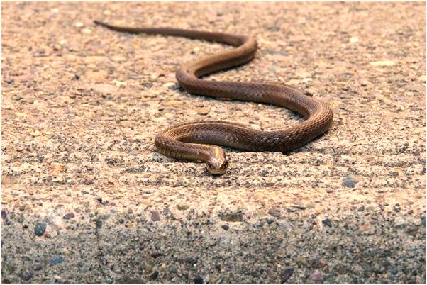 夢到宿舍倒塌死人啥意思_周公解夢官網