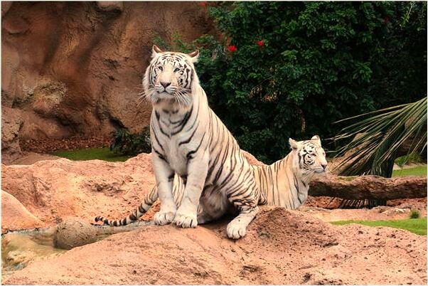 夢見住在高處怕高有什麼意義嗎_周公解夢官網