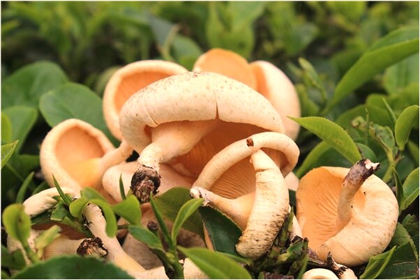 夢到了情人對門死人了有什麼徵兆_周公解夢官網