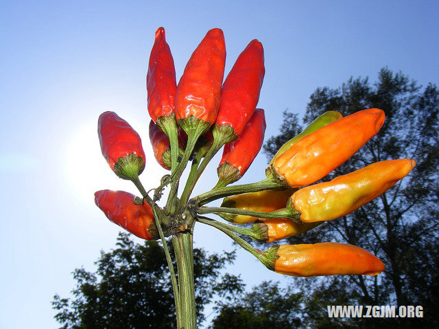 夢見妻子去世_周公解夢夢到妻子去世是什麼意思_做夢夢見妻子去世好不好_周公解夢官網