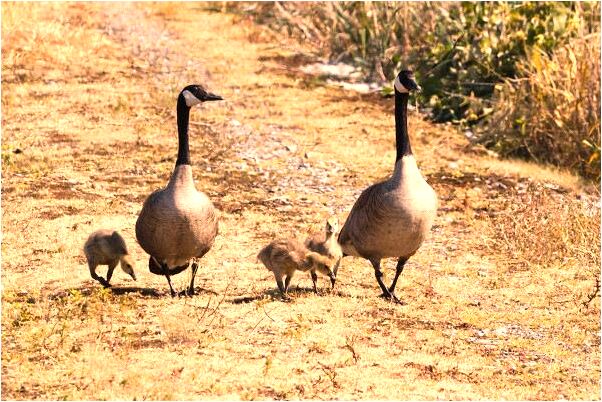 夢到了鎾掑翱是好的徵兆嗎_周公解夢官網