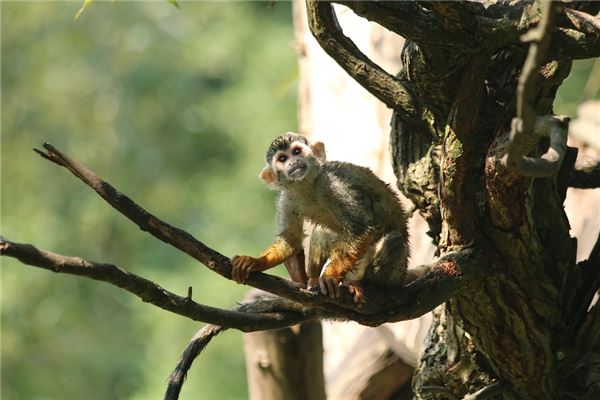 屬猴在2021年的運勢順利嗎_十二生肖