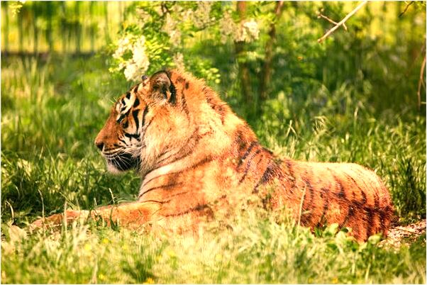 夢見翻車出車禍是什麼意思？_周公解夢官網