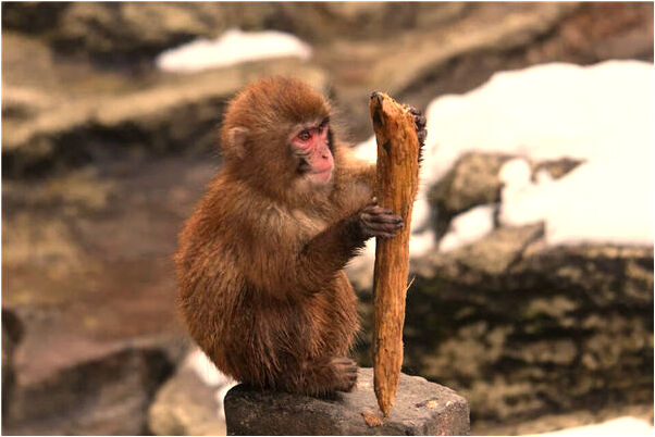 夢見別人放火燒我預示什麼_周公解夢官網