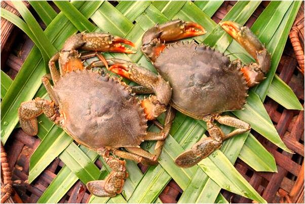 夢見演員臧金生是啥意思_周公解夢官網