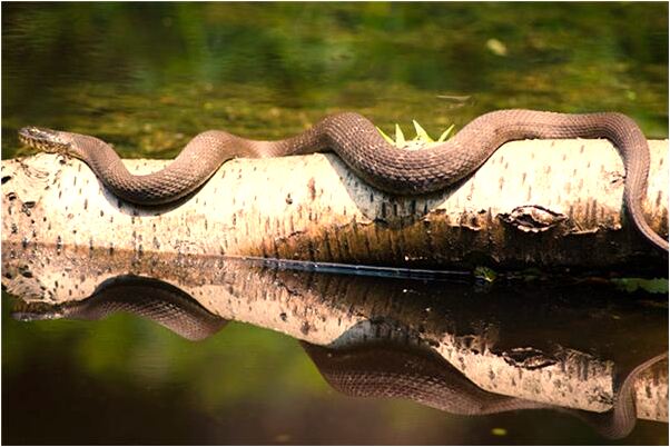 夢見別人吃完飯都走了是啥預兆_周公解夢官網