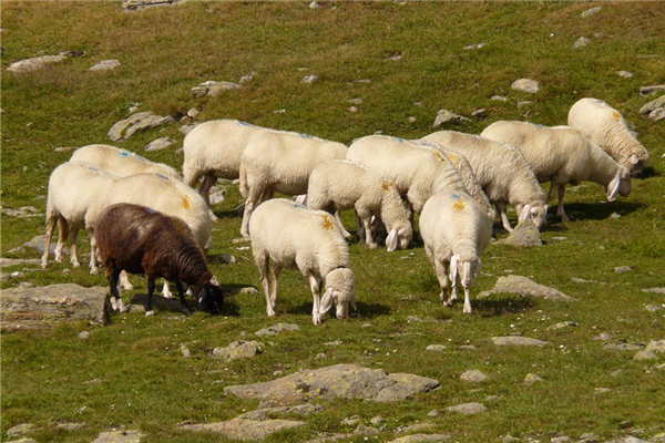 1979年生肖羊婚配特徵_十二生肖