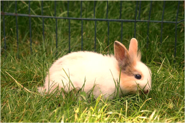 夢到了關於痔瘡有什麼徵兆_周公解夢官網